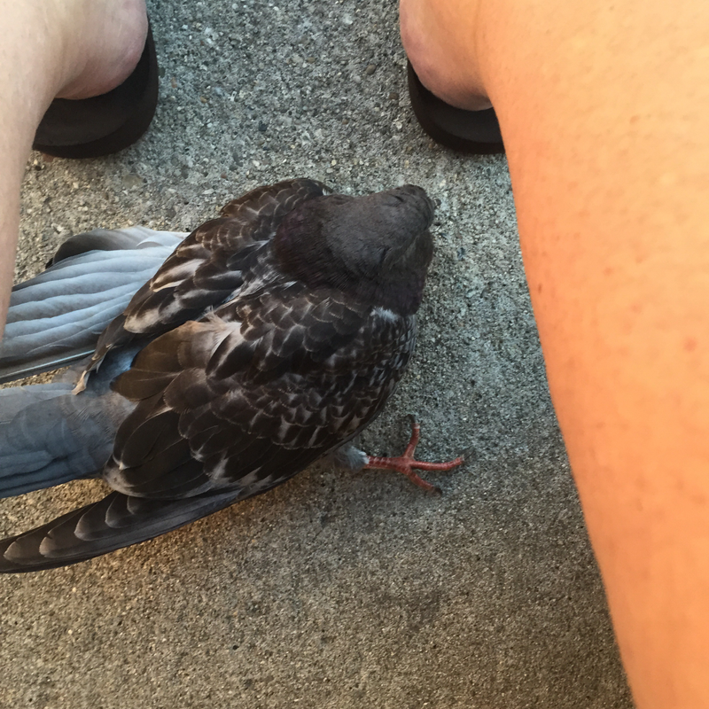 Illustration for article titled Injured Bird (TW All the sads)